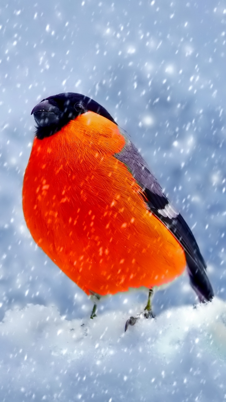 720x1280  Евразийский снегирь обои для телефона, HD заставки и картинки на экран  блокировки 720x1280 | Akspic