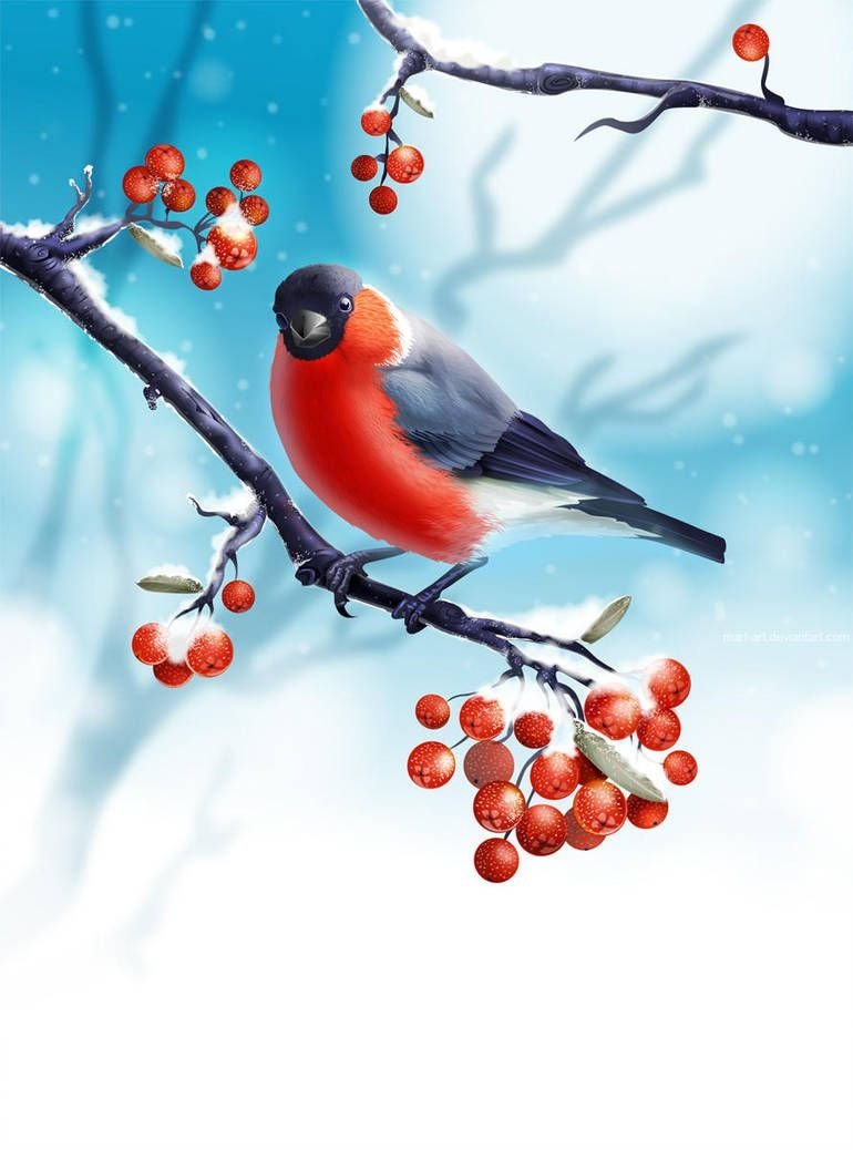 770x1038  Фон Снегирь на ветке - 68 фото