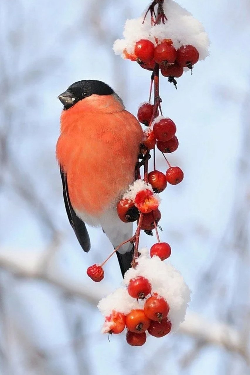 853x1277  Картинки снегири на ветке рябины зимой - 68 фото