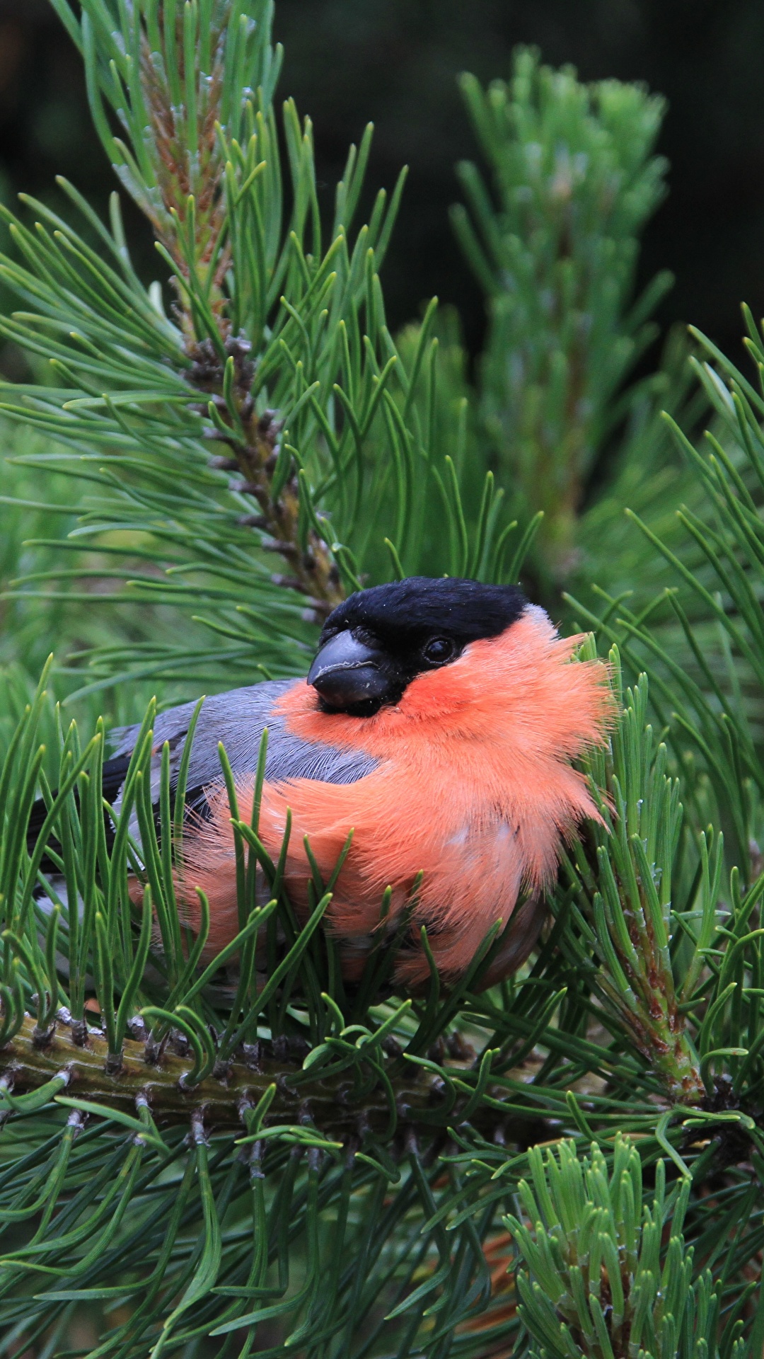 1080x1920  Image Birds Pyrrhula pyrrhula Spruce Branches animal 1080x1920