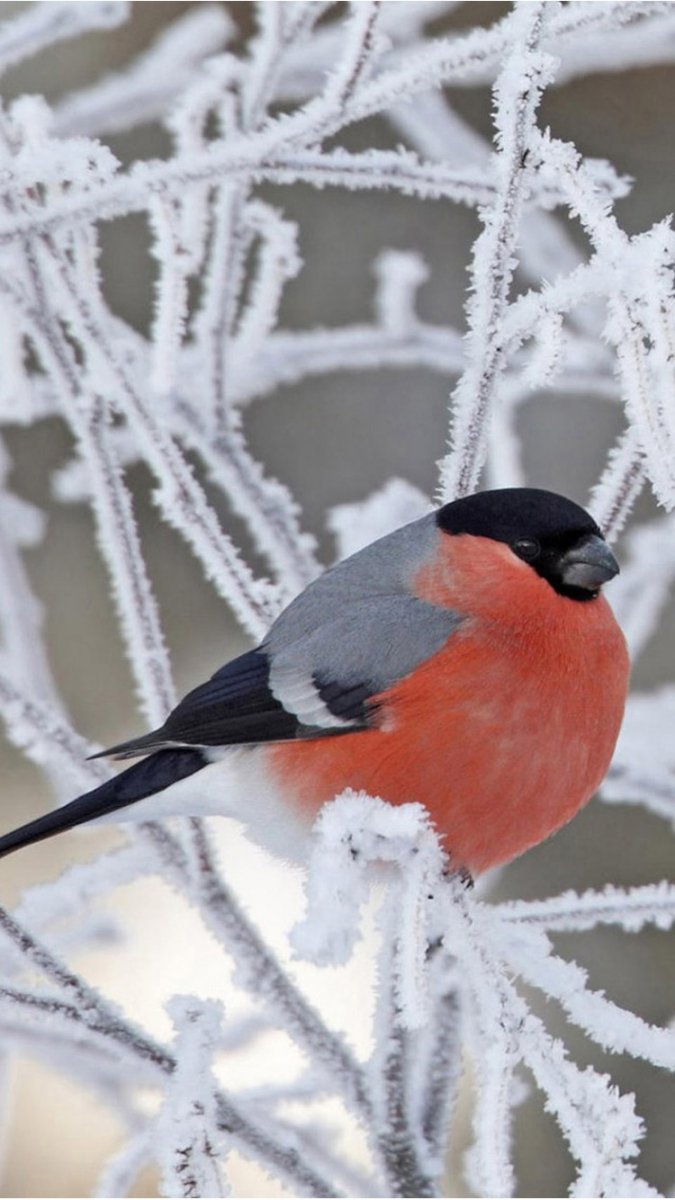 675x1200  Снегирь - 61 фото