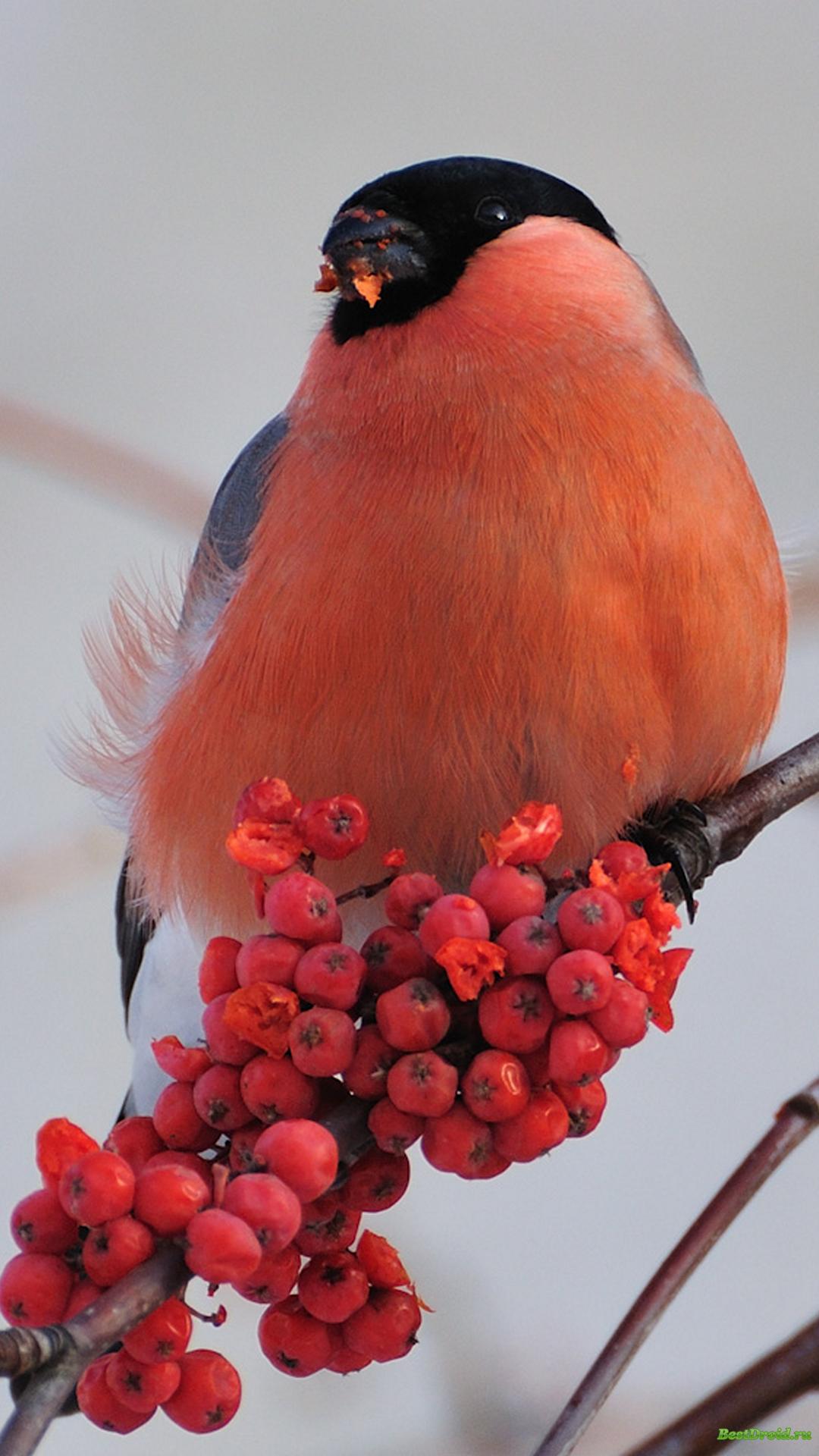 1080x1920  Зеленый снегирь - 32 фото: смотреть онлайн