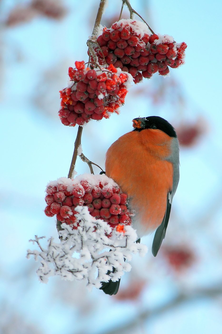 933x1400  Снегири на рябине зимой - 63 фото