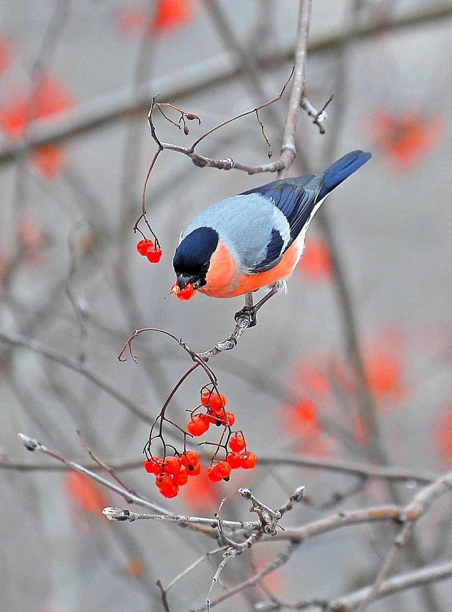 887x1200  Картинки со снегирями - 81 фото