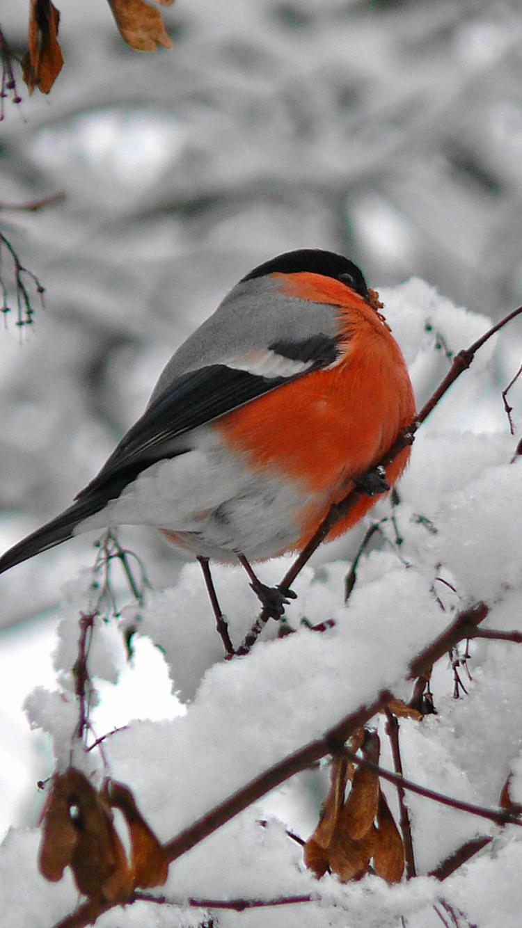 750x1334  Снегирь - Картинка на телефон / Обои на рабочий стол №913763