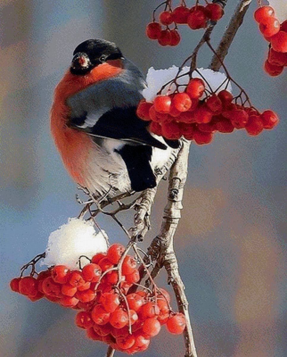 966x1200  Веточка рябины зимой (55 фото) - 55 фото