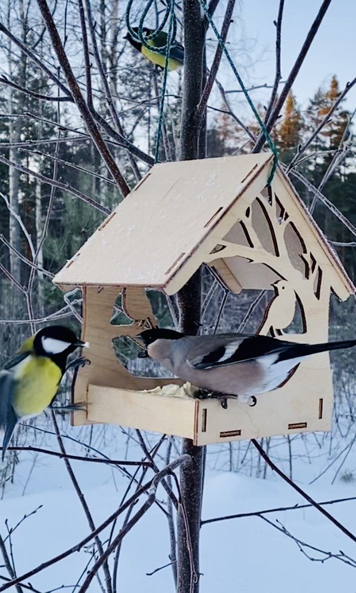 710x1184  Записки из леса. Часть 4. Мои лесные птички