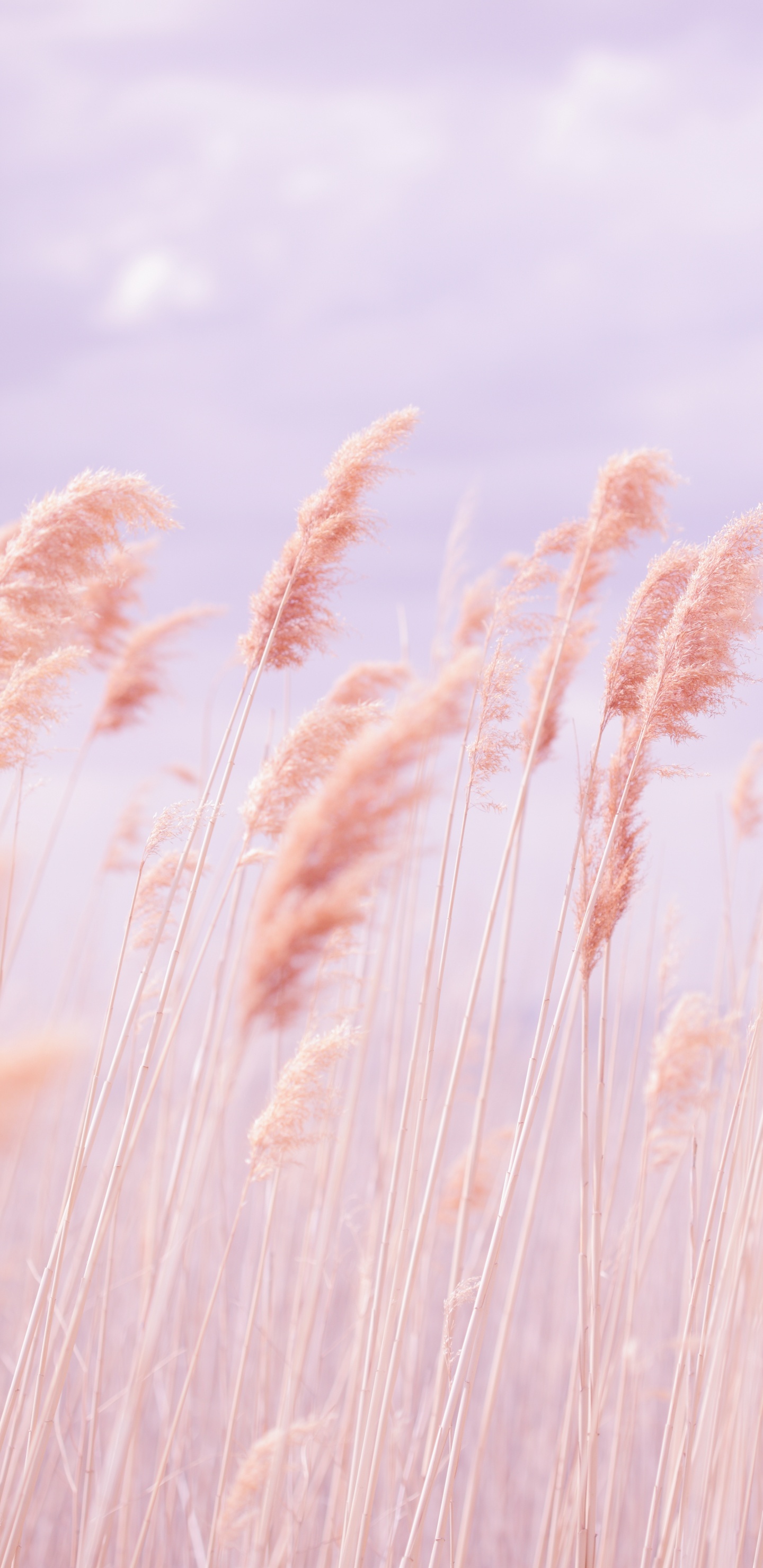 1440x2960  1440x2960 Aesthetics Wallpapers for Samsung Galaxy S8/S8+/S9/S9+/Note  8/Note 9 QHD