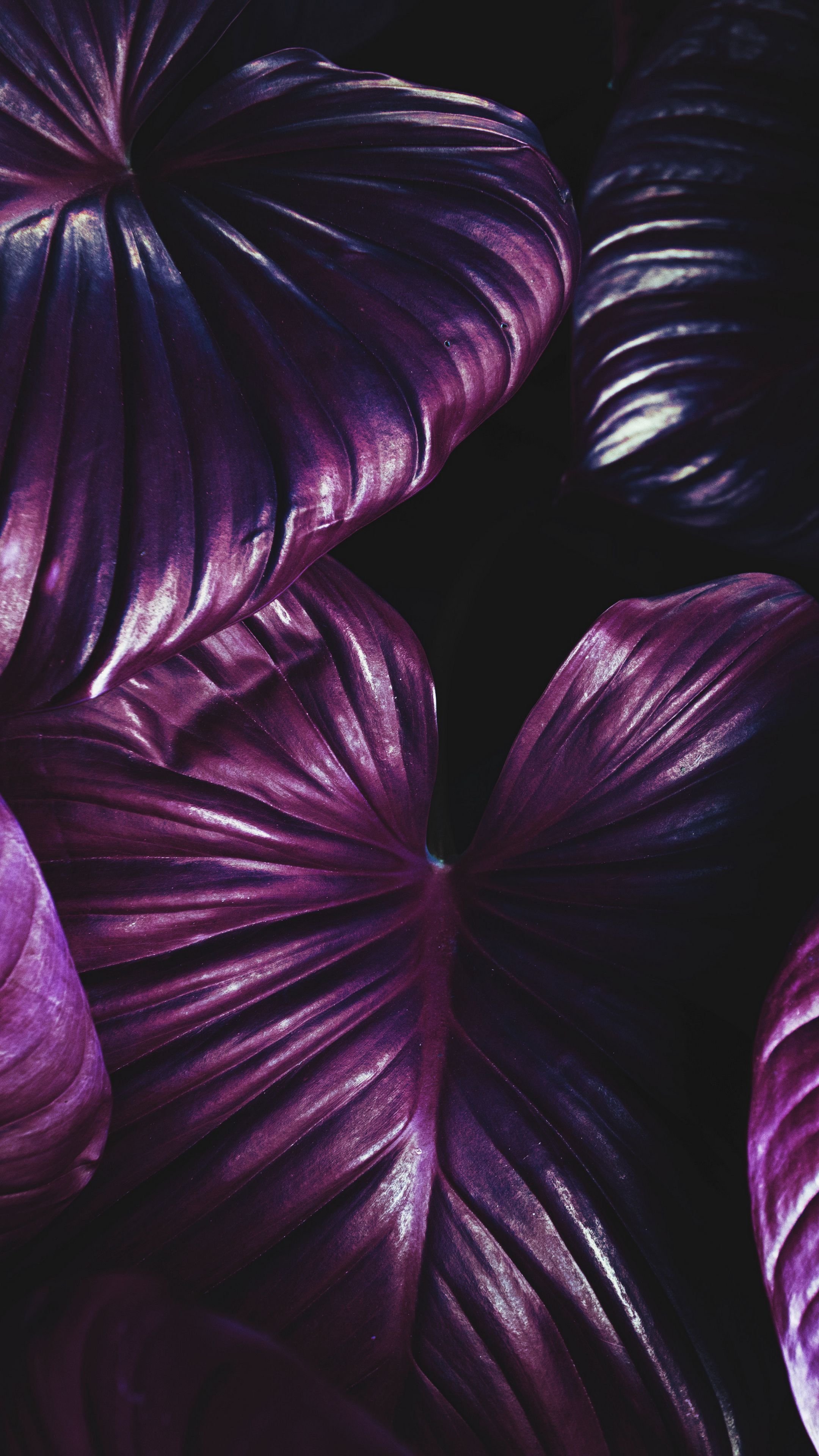 2160x3840  Скачать 938x1668 планета, космос, вселенная, галактика, фиолетовый обои,  картинки iphone 8/7/6s/6 for parallax