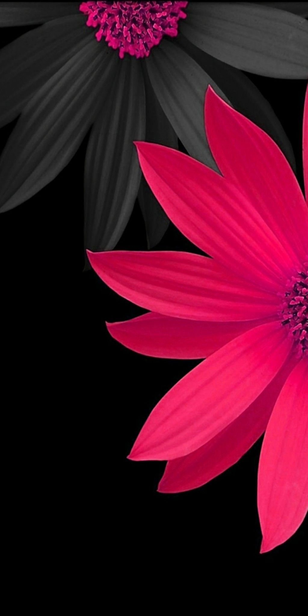 1024x2048  Pink and Black 3D Flowers Wallpaper | Pink flowers wallpaper, Beautiful  wallpapers, Flower background wallpaper