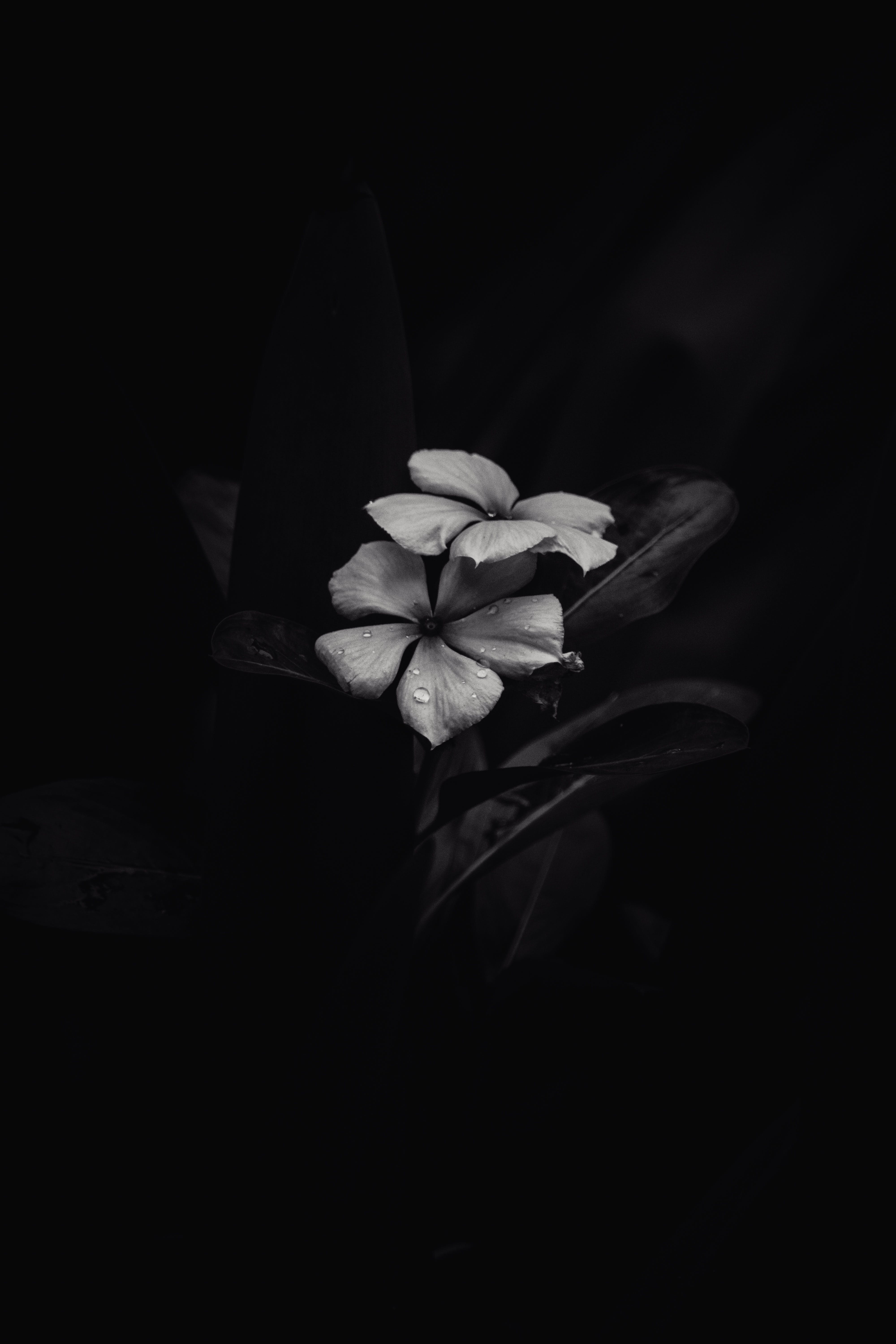 4000x6000  Pure Black Wallpaper 4K для Android — Скачать | Базар
