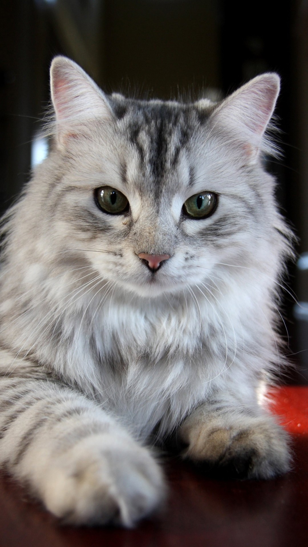 1080x1920   Cat Galaxy Note 3 Wa llpapers 