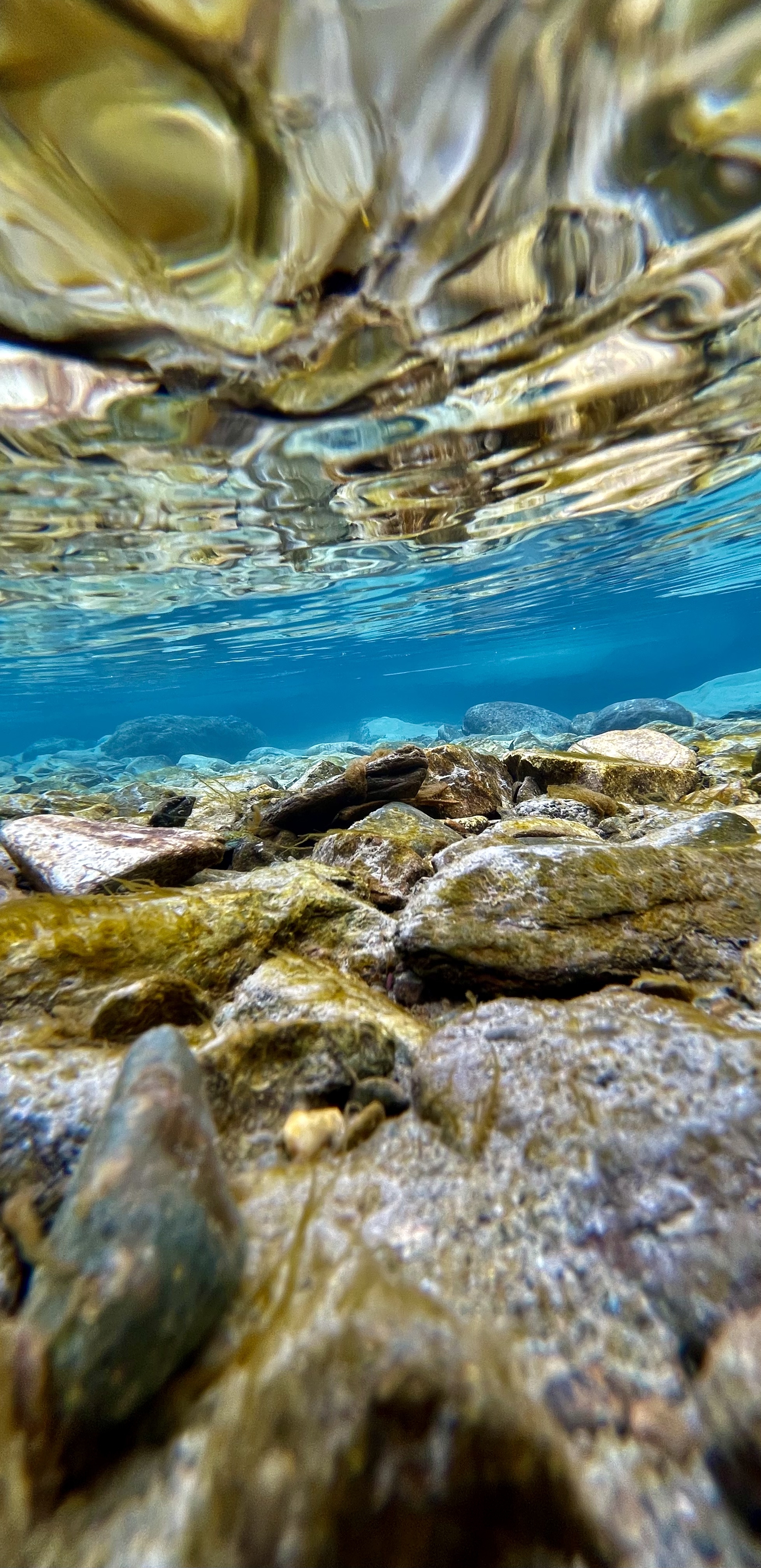 1956x4029  Голубая Катунь | Пикабу