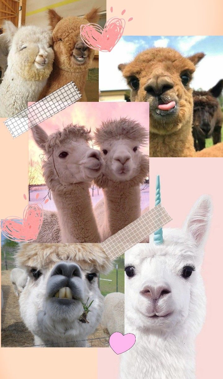 720x1224  Скачать 2160x3840 альпака, животное, милый, забавный, прикольный обои,  картинки samsung galaxy s4, s5, note, sony xperia z, z1, z2, z3, htc one,  lenovo vibe