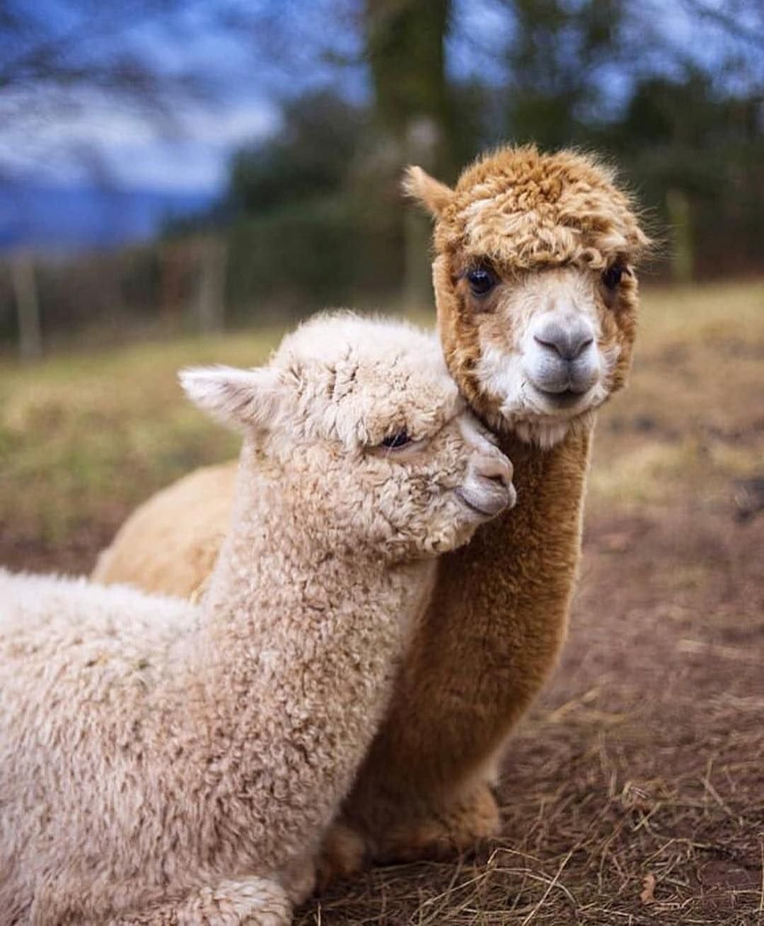 1080x1309  Скачать 1350x2400 лама, милый, забавный, животное, дикая природа обои,  картинки iphone 8+/7+/6s+/6+ for parallax