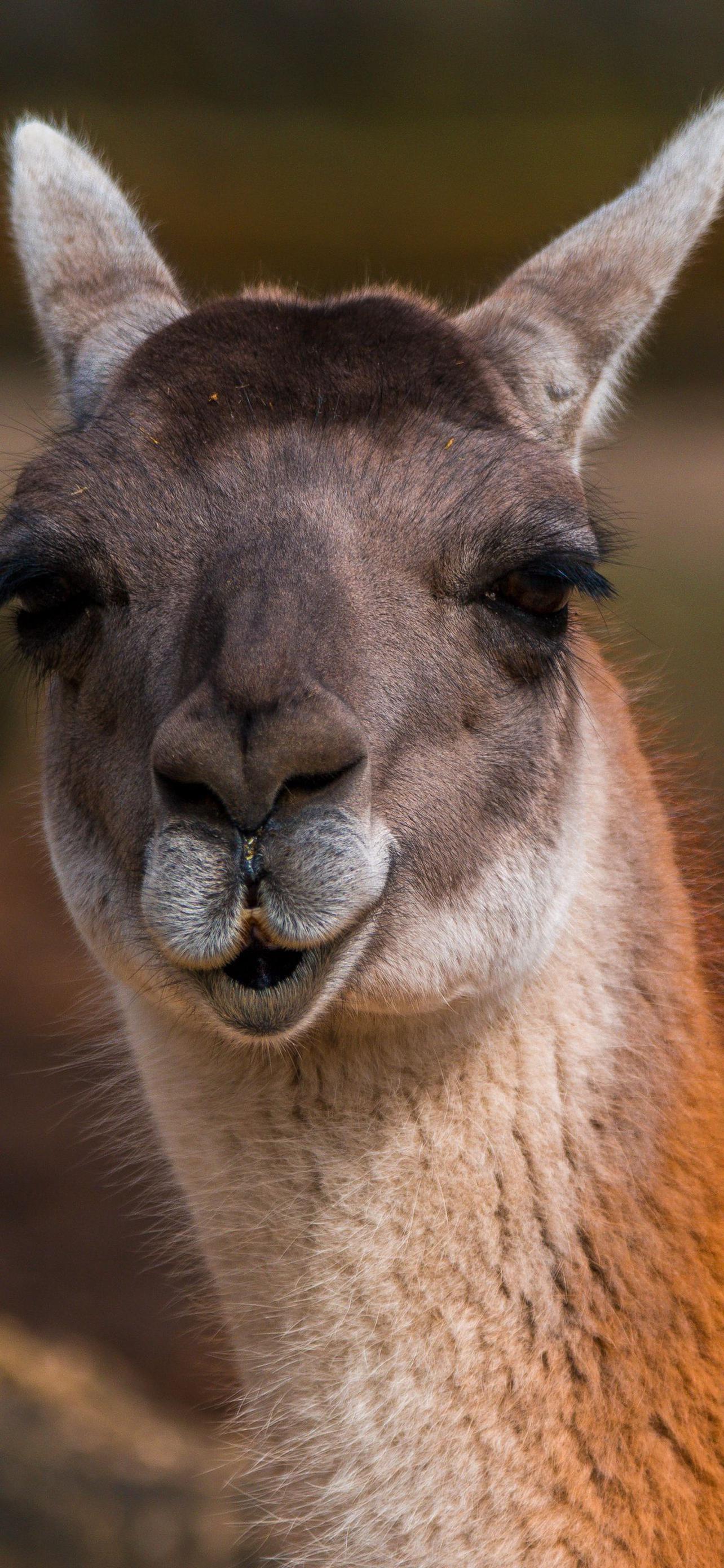 1284x2778  Скачать Альпака Живые Обои Милые APK для Android