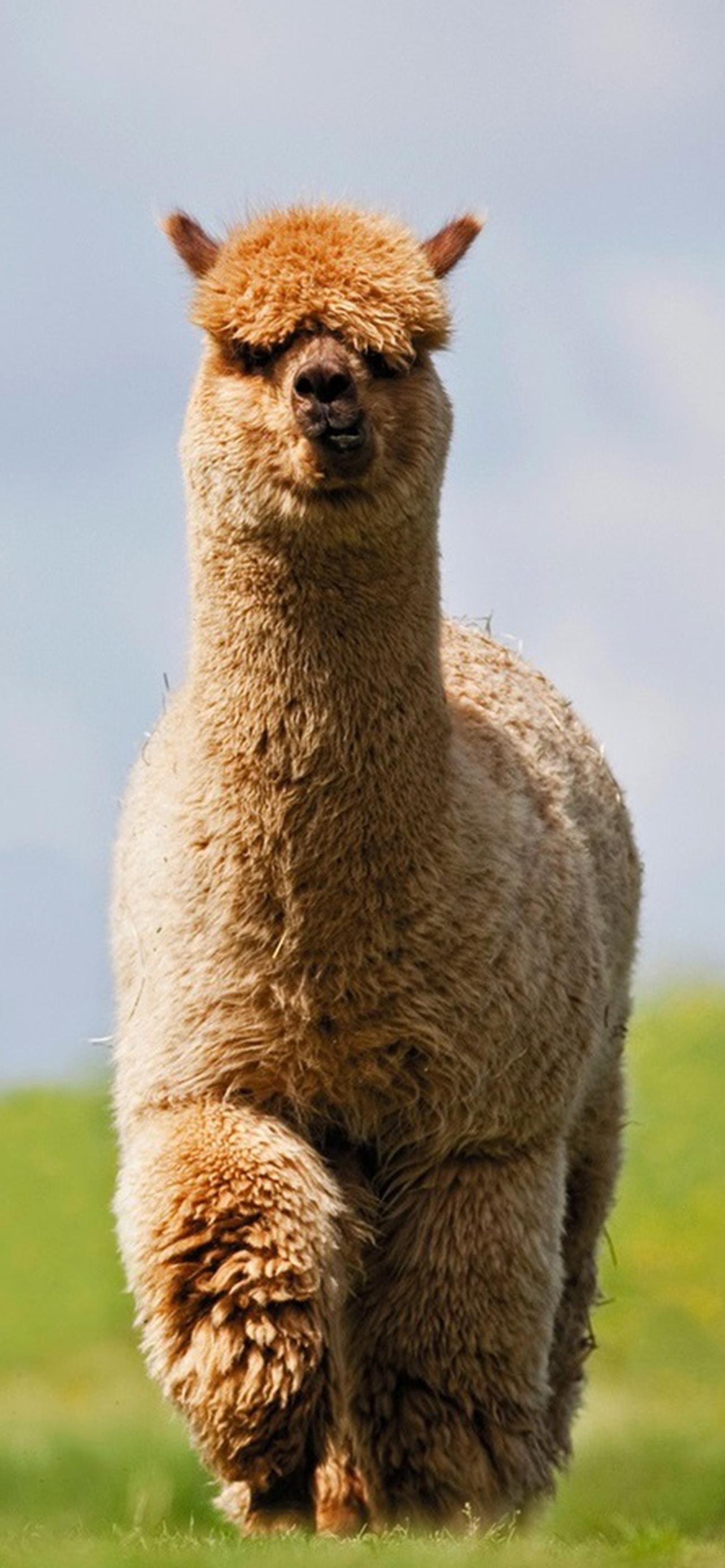 1284x2778  Скачать Альпака Живые Обои Милые APK для Android