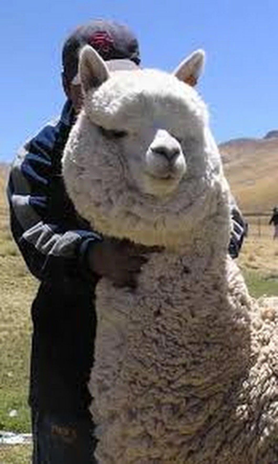 1060x1766  Альпака обои на телефон (25 фото)