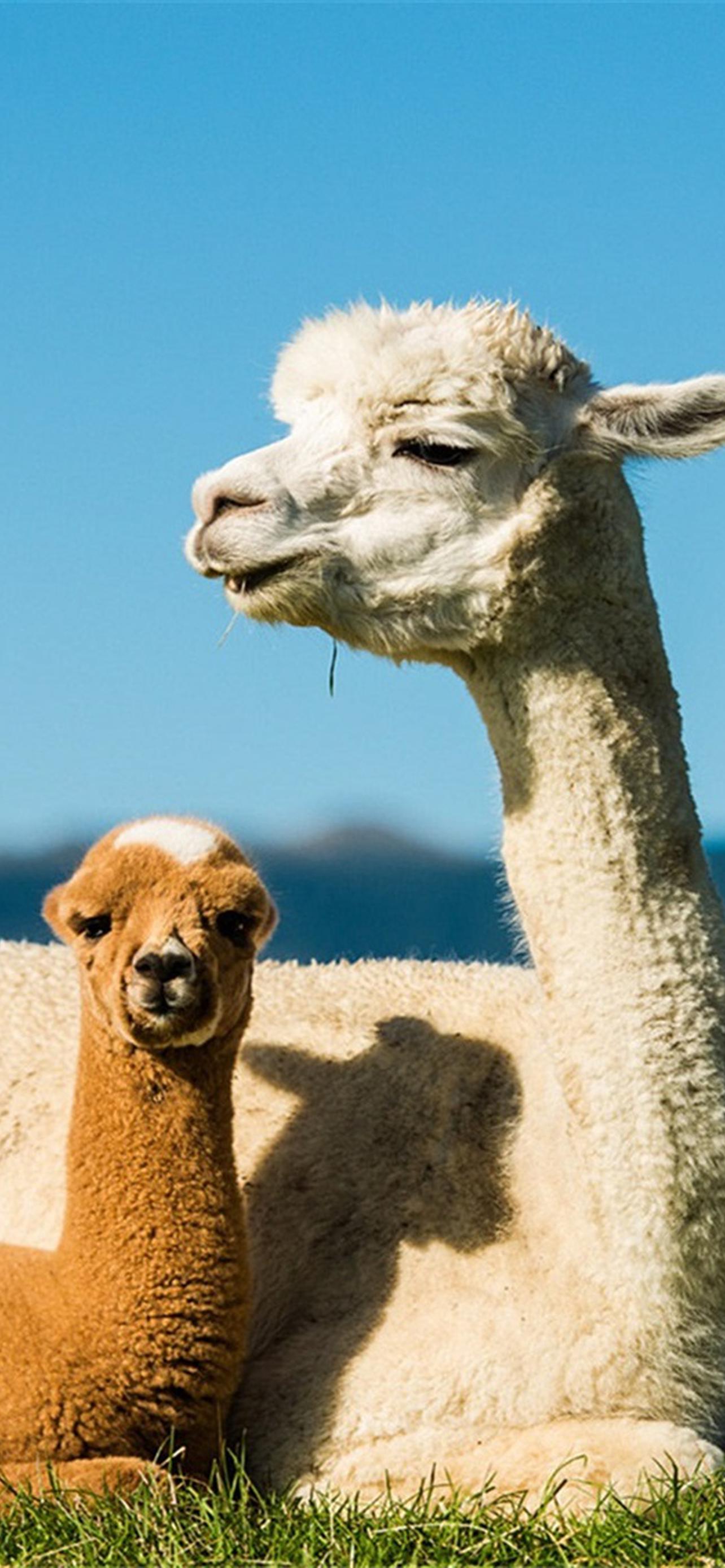 1284x2778  Лама обои на телефон - 64 фото