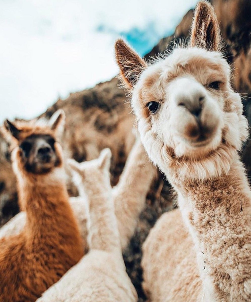 996x1200  Скачать Альпака Живые Обои Милые APK для Android