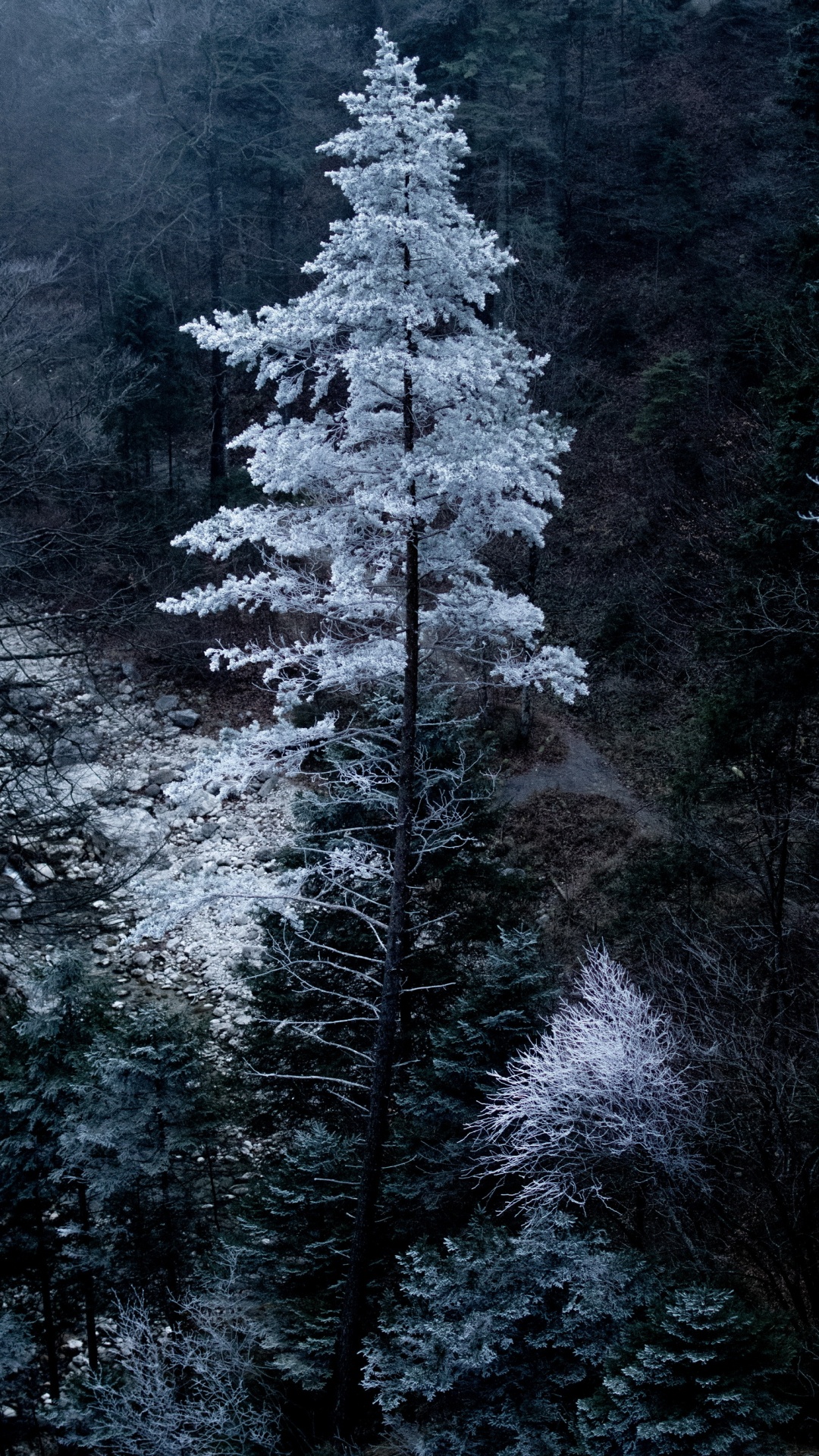 1080x1920  Обои Бавария, растение, окружающая среда, лиственница, ветвь на телефон  Android, 1080x1920 картинки и фото бесплатно