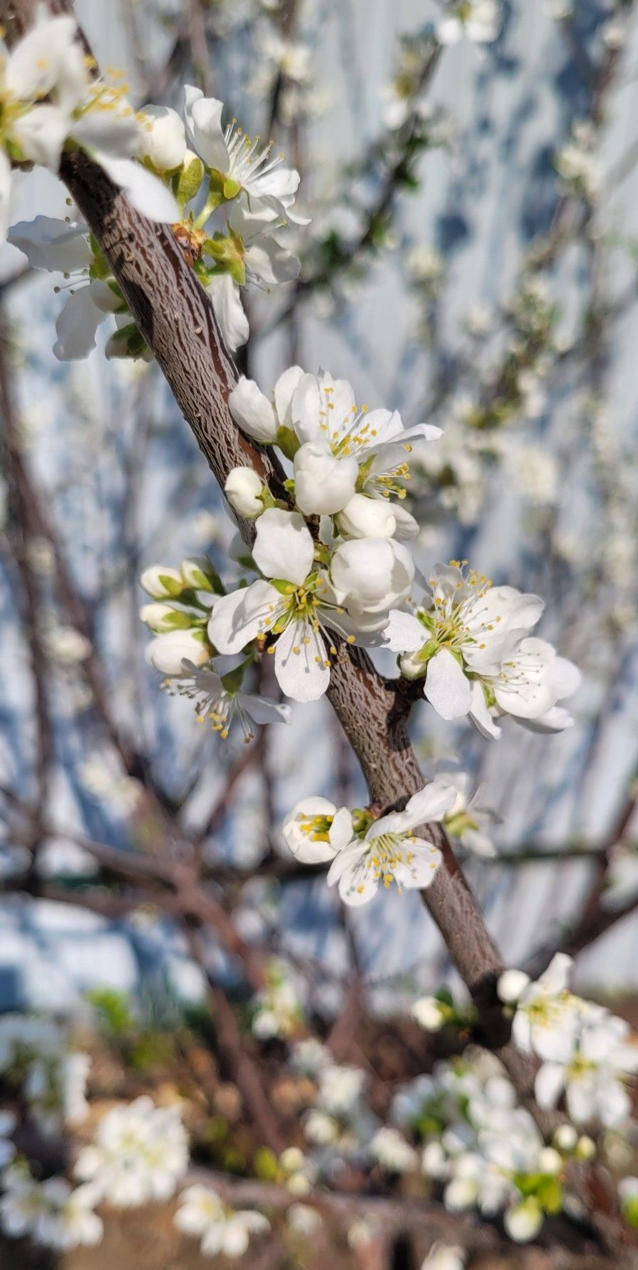 895x1780  Цветущая слива в 2023 г | Природа, Фотообои, Пейзажи