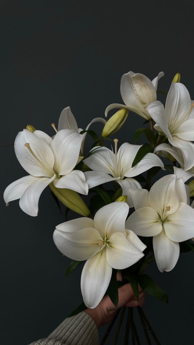 675x1200  Обои на телефон🤍Лилии в 2023 г | Белые лилии, Посадка цветов, Лилии