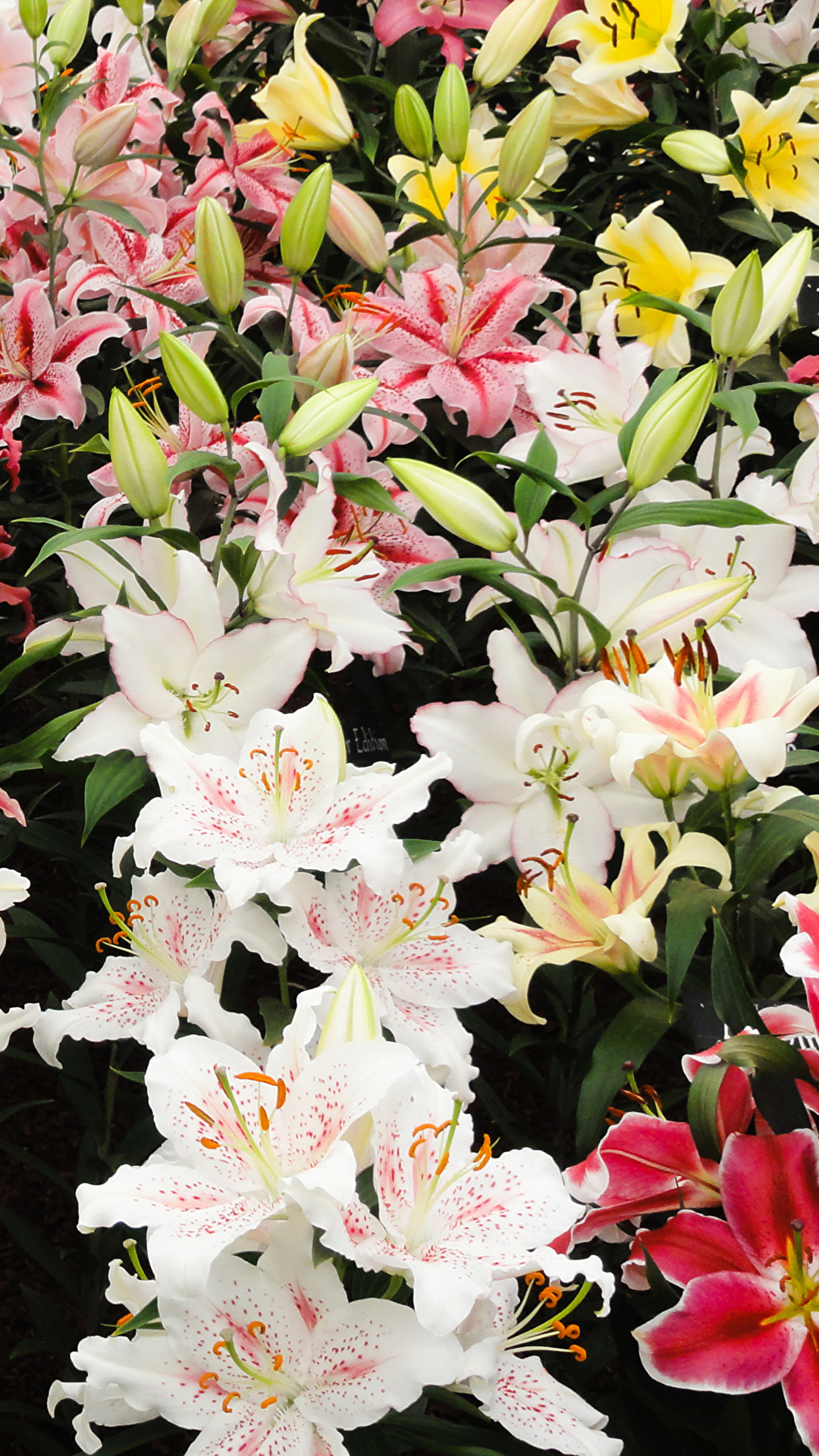 1080x1920  Обои для рабочего стола Лилии цветок Много Бутон 1080x1920