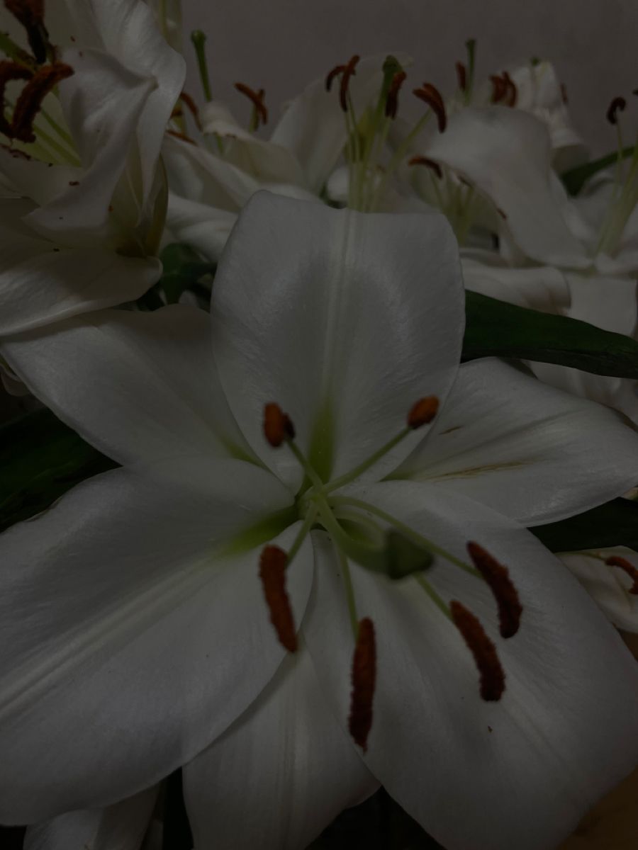 900x1200  Пин от пользователя Jenny Larina на доске башка твоя дурная в 2023 г | Лилии,  Белые лилии, Букет