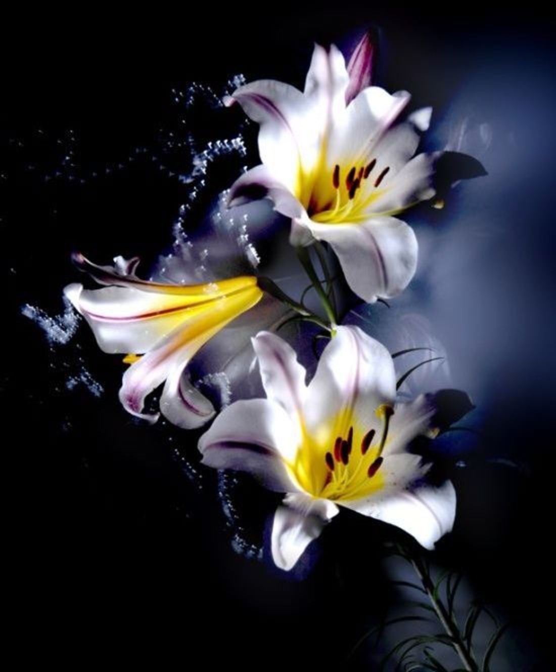 1100x1328  Лилии картинки на телефон - 67 фото