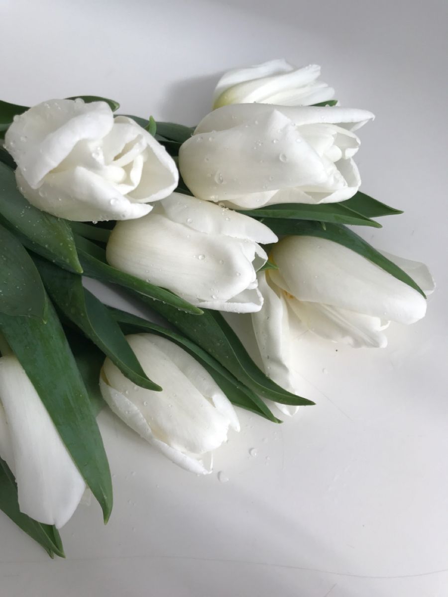 900x1200  Пин от пользователя Marianne JR на доске Fleurs в 2023 г | Белые тюльпаны,  Обои, Белые лилии