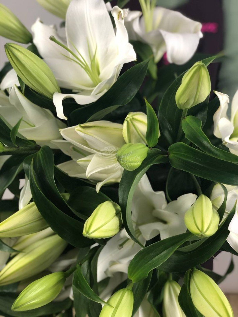 810x1080  Лилия «Белая» - 500 руб, купить в Воронеже в магазине «Цветы Экспресс»