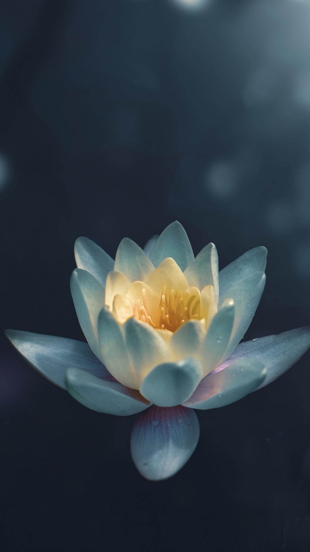 1080x1920  Обои цветок, ароматные белые водяные лилии, священный Лотос, водное  растение, Лотос на телефон Android, 1080x1920 картинки и фото бесплатно