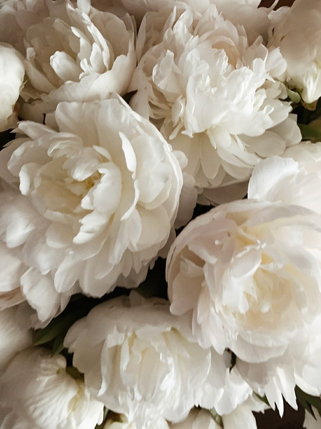 1100x1467  Белые пионы обои - 65 фото