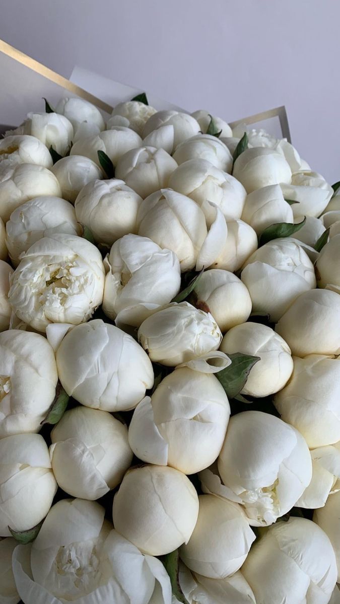 675x1200  Обои на телефон. | Фиолетовые пионы, Обои для ipod, Пионы