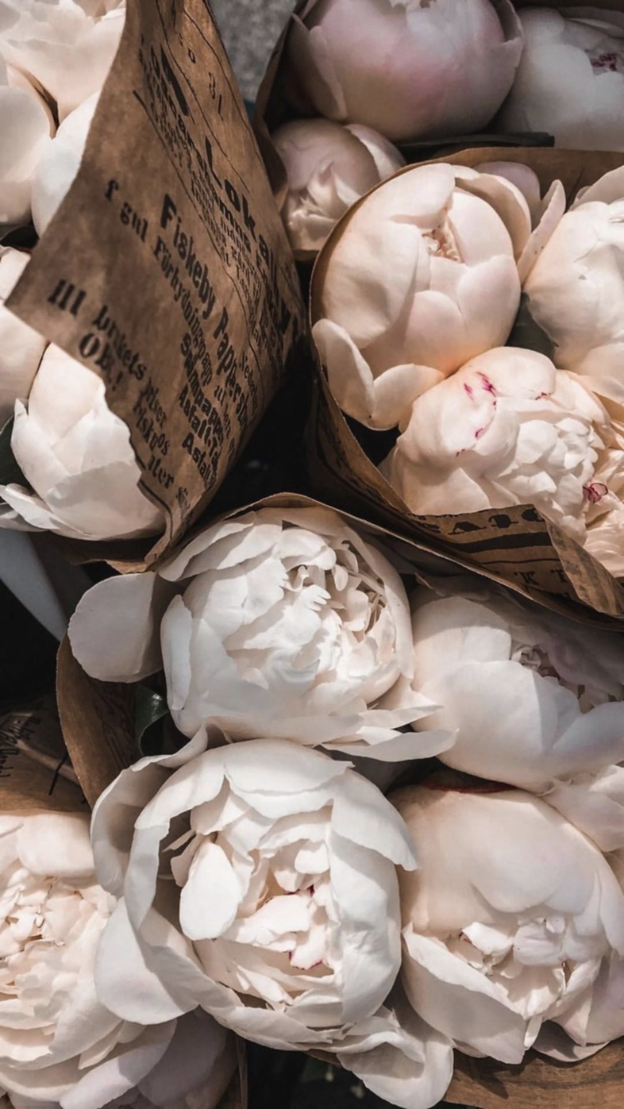 1242x2208  Обои | Цветы | Пионы | Flowers nature, Flower phone wallpaper, Peony  wallpaper