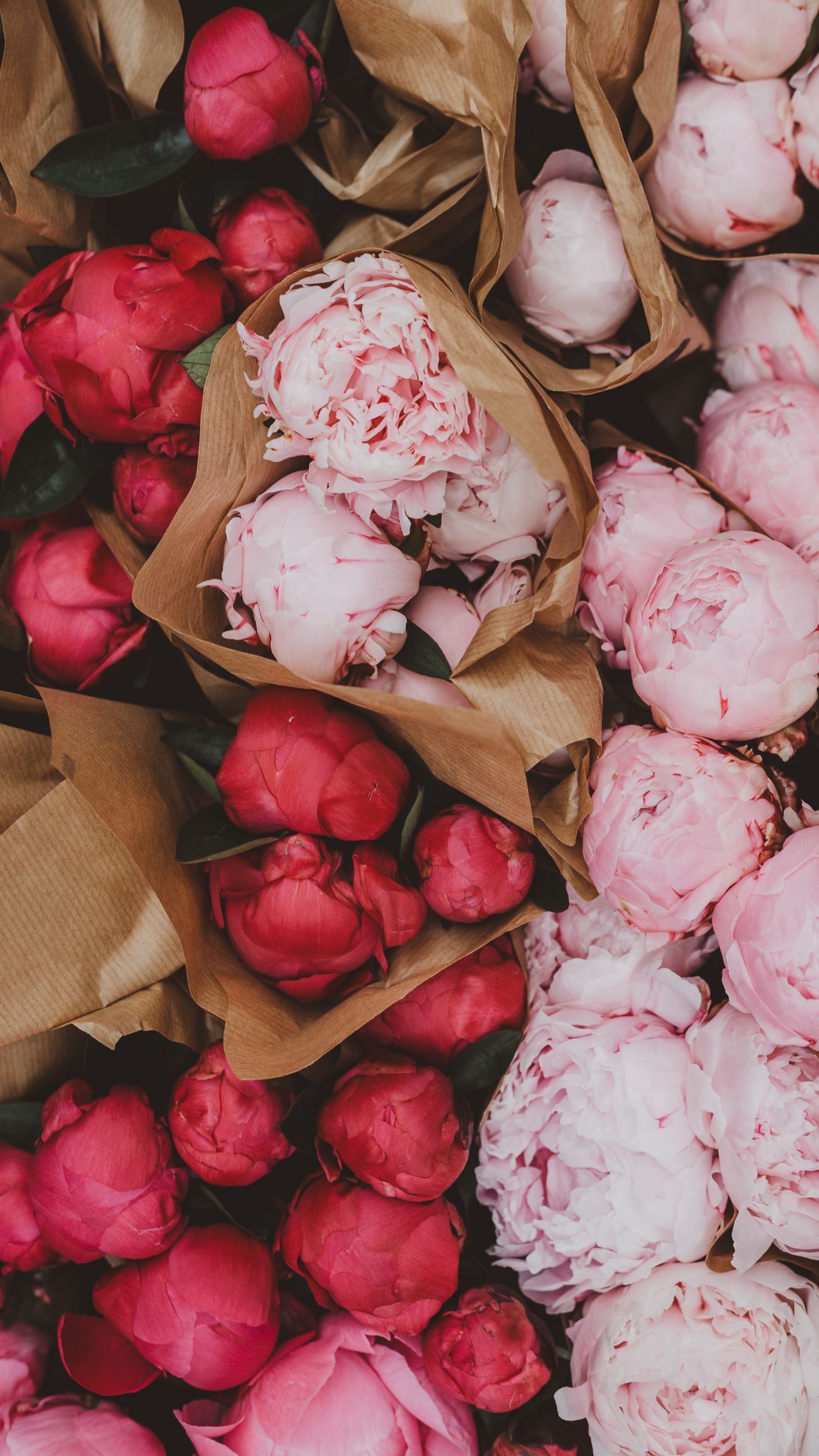 1350x2400  Белые пионы обои на телефон - 49 фото