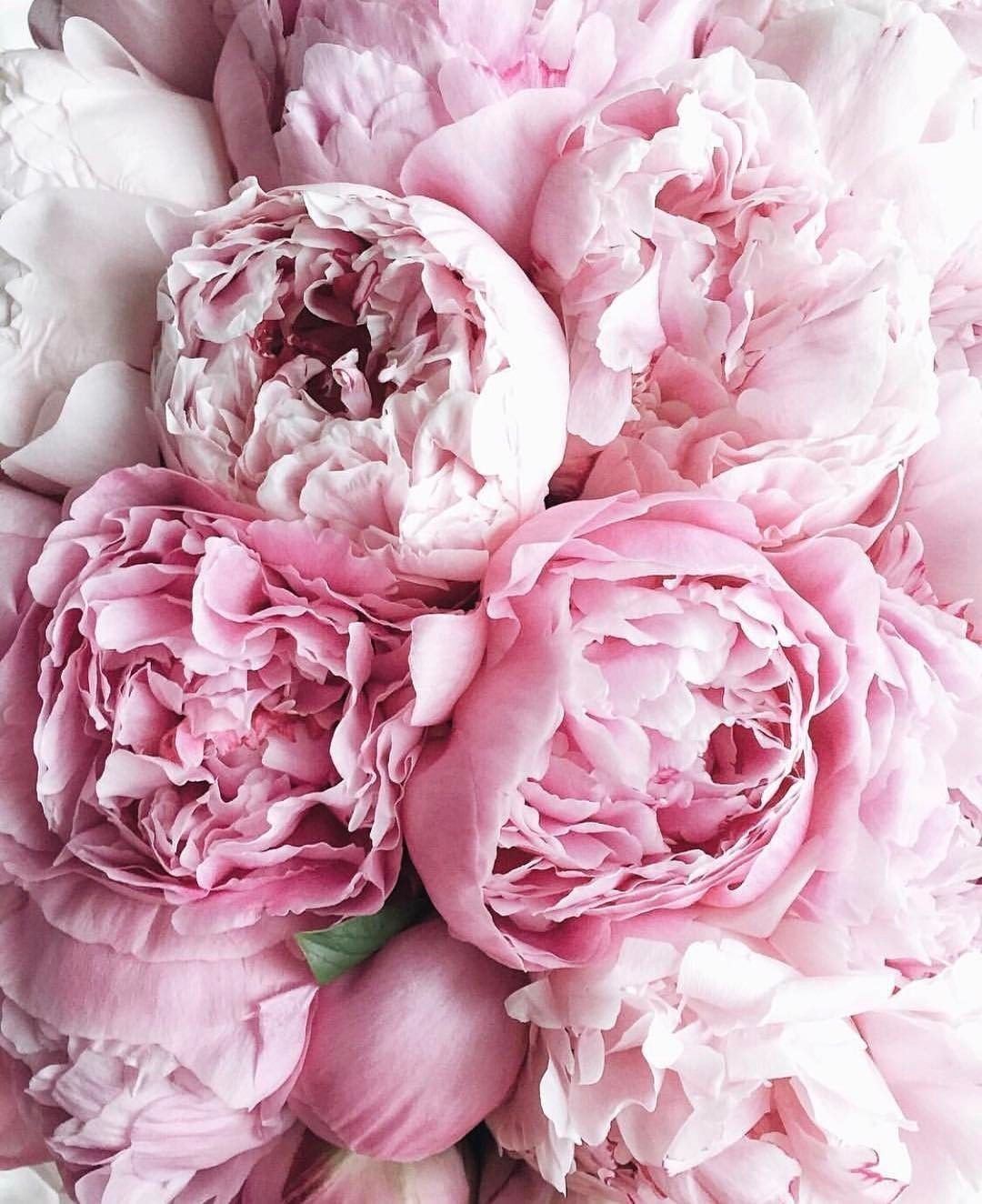 1080x1324  Flower wallpaper for phone | Цветочные контейнеры, Розовые пионы,  Пастельные цветы