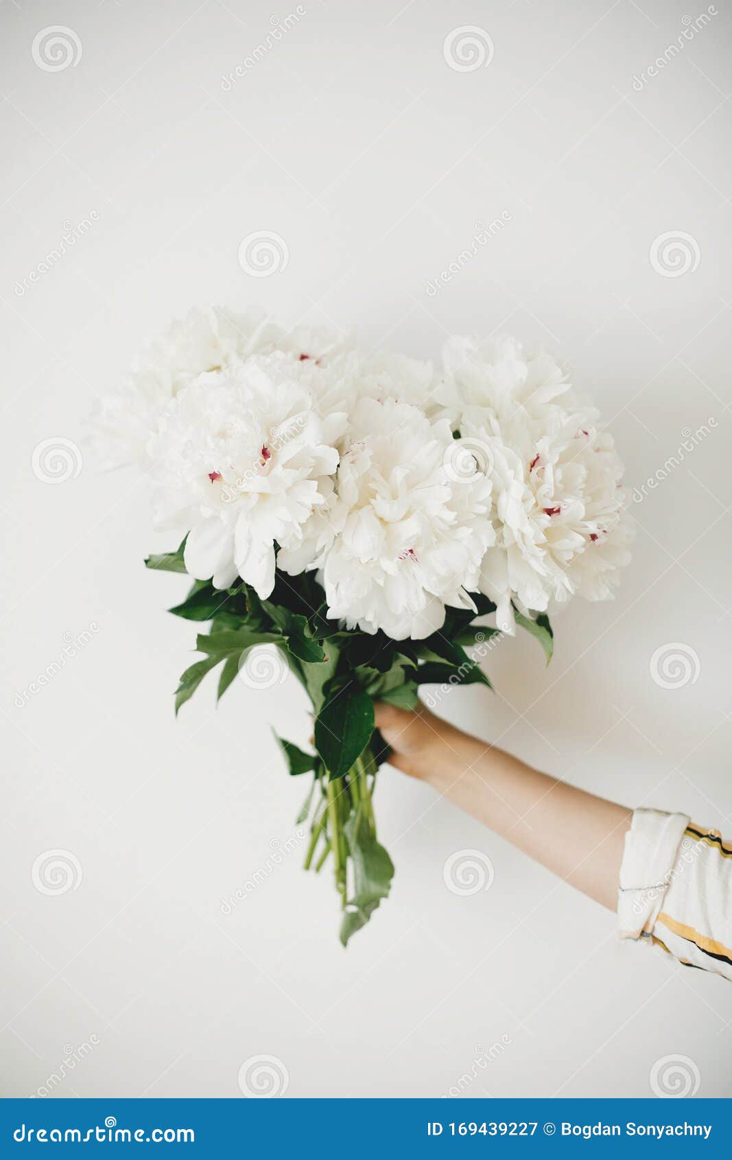 1067x1690  Обои пионы белые и розовые, пион, цветок, белые, розовый на телефон  Android, 1080x1920 картинки и фото бесплатно