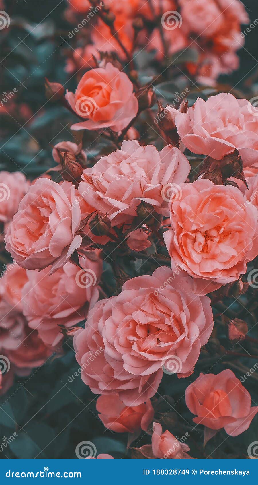 900x1690  Телефон обоев идеи моды. Блум росес. Винтажное настроение Стоковое  Изображение - изображение насчитывающей весна, кровопролитное: 188328749