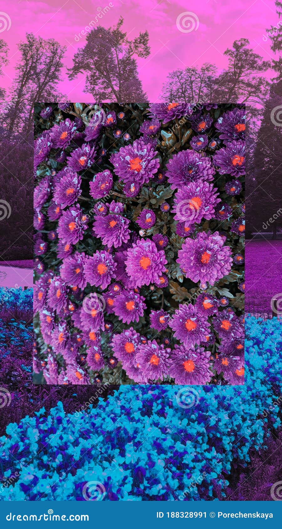 900x1690  Телефон обоев моды эстетический. Блум цветет фон. «Пурпурное настроение  лета весны Стоковое Изображение - изображение насчитывающей розы,  кровопролитное: 188328991