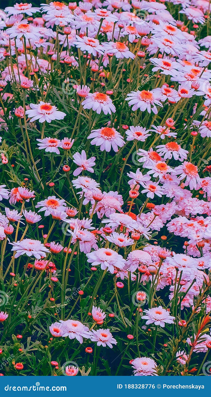 900x1690  Телефон обоев идеи моды. Летнее время стоцвета цветения фона Стоковое Фото  - изображение насчитывающей валентайн, промахов: 188328776