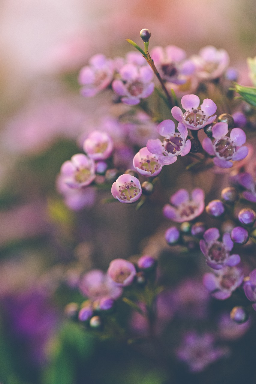 853x1280  Цветы Ботаника Блум - Бесплатное фото на Pixabay - Pixabay