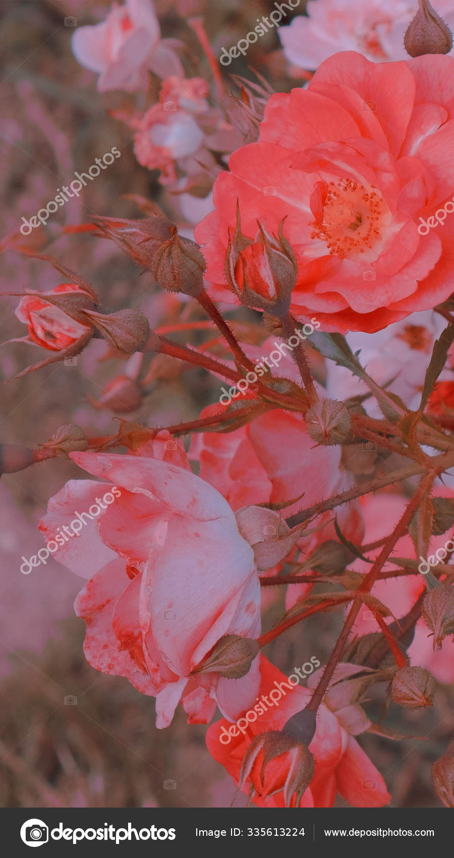 900x1700  Мода эстетические обои телефон. Белые цветы на черном фоне стоковое фото  ©Porechenskaya 335613224