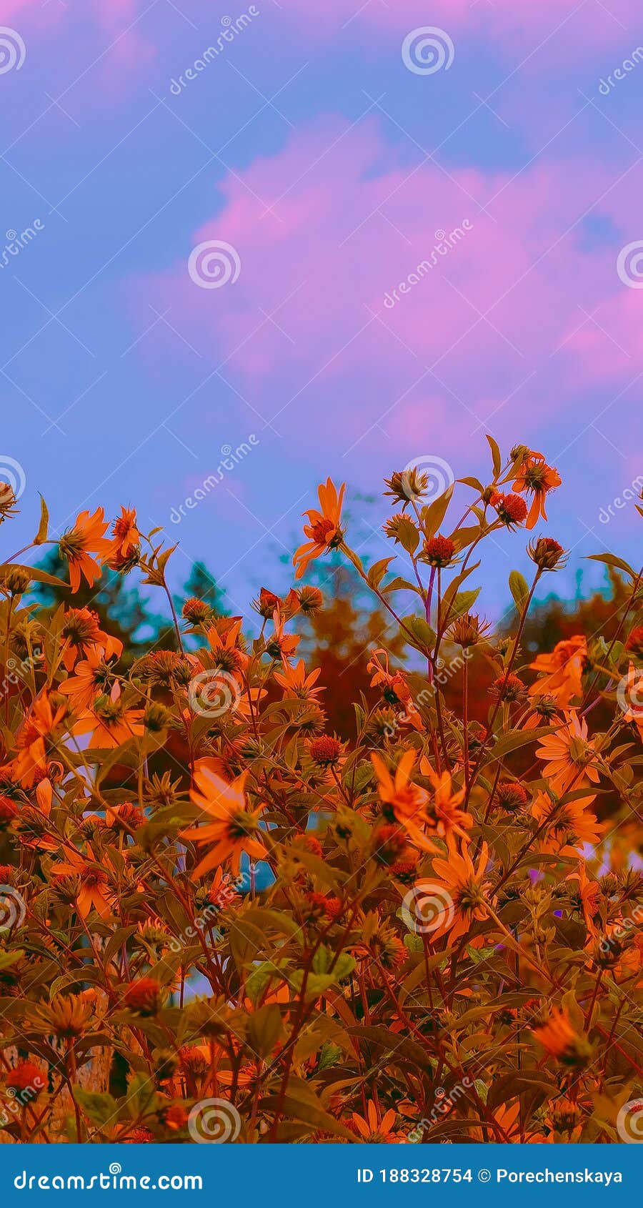 900x1690  Телефон обоев идеи. Фон полевых цветов. Стоковое Фото - изображение  насчитывающей цветы, зеленый: 188328754