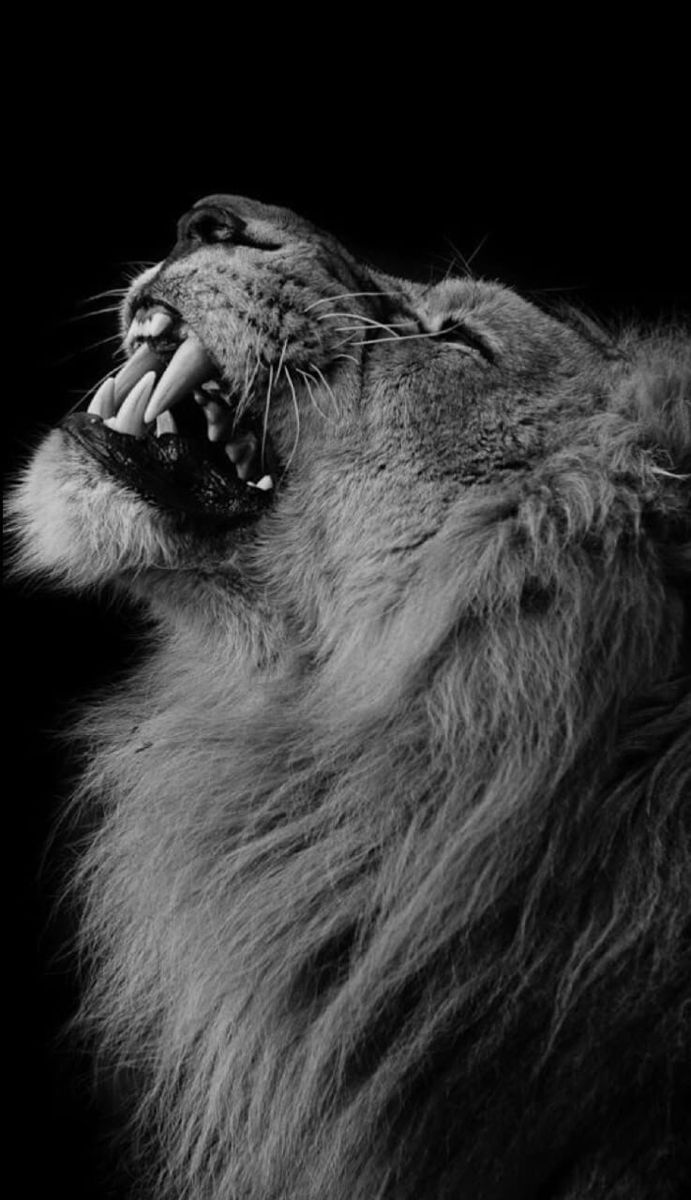 691x1200  ОБОИ НА ТЕЛЕФОН | Elephant wallpaper, Lion wallpaper iphone, Lion wallpaper