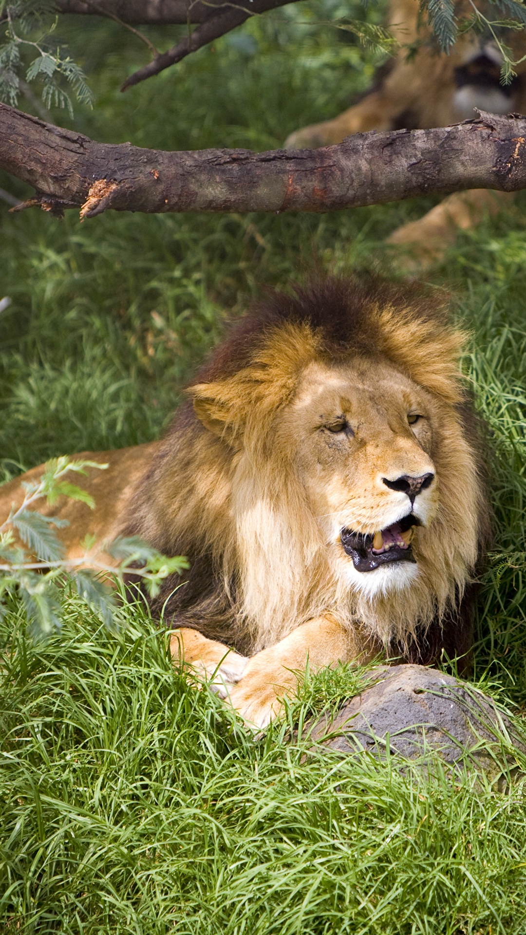 1080x1920  Обои для рабочего стола Львы Большие кошки лежа траве 1080x1920