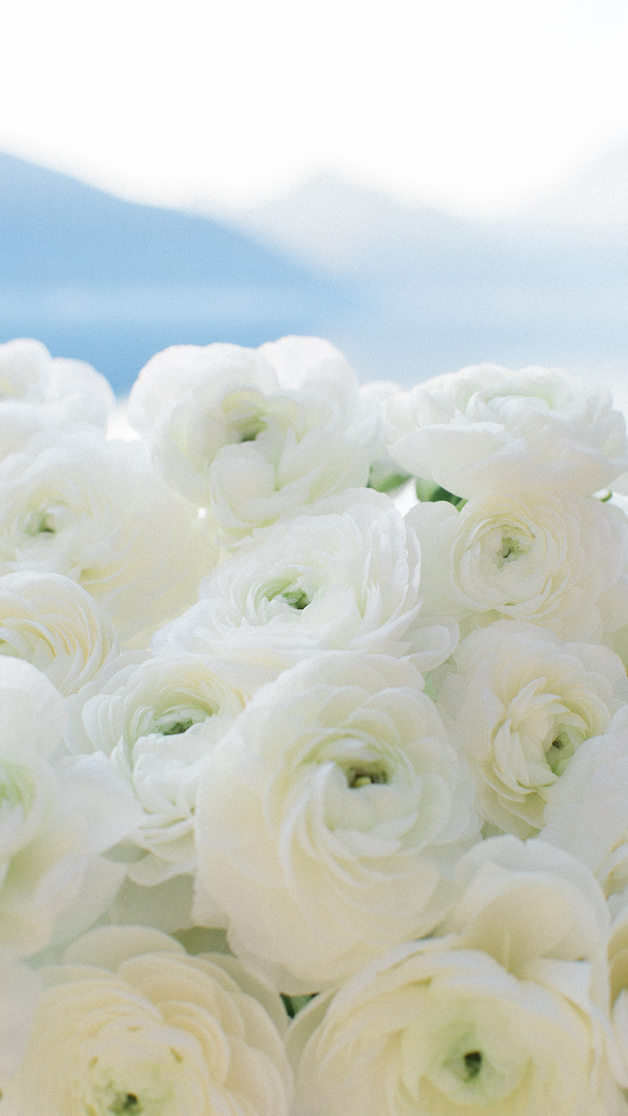 1242x2208  ranunculus | Sonya Khegay Photography