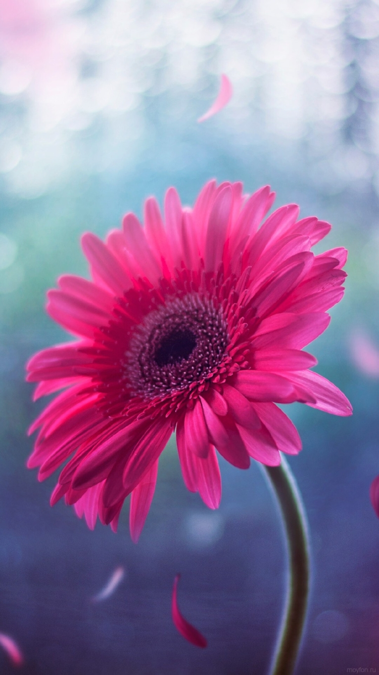 750x1334  Герберы обои на телефон - 65 фото