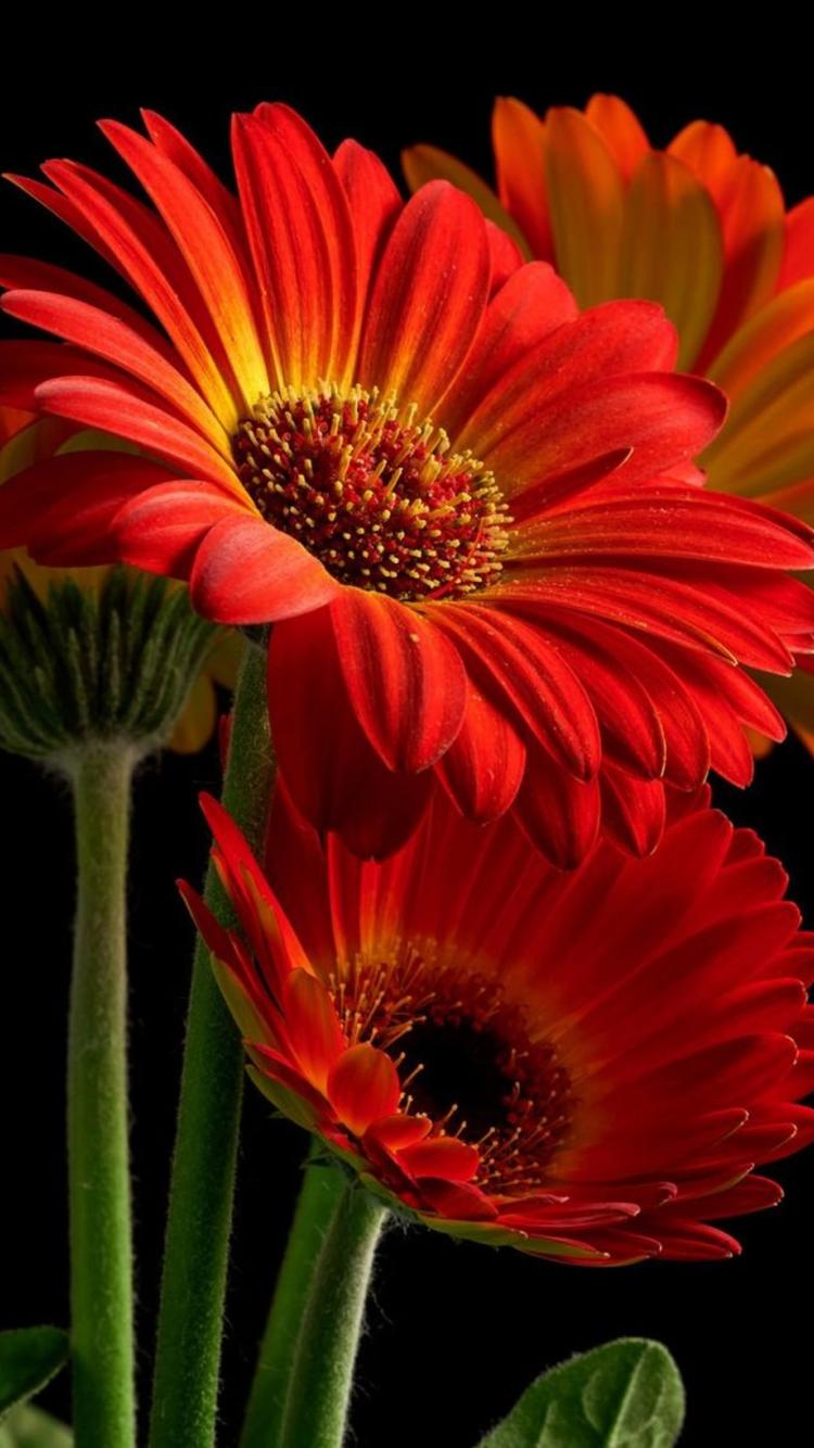 750x1334  Герберы - Картинка на телефон / Обои на рабочий стол №1627140